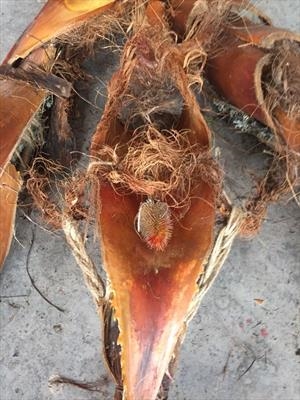 Vulva. (La Voie Basse) Ailyos Art.
